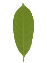 common laurel leaf bottom side isolated over white