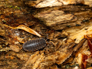 Macro of a Woodlouse (Trachelipus ratzeburgii) Foraging on Decaying Tree Trunk Top View