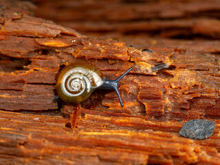Macro Shot of a Land Snail (Perrottetia aquilonaria) on Rotten Log