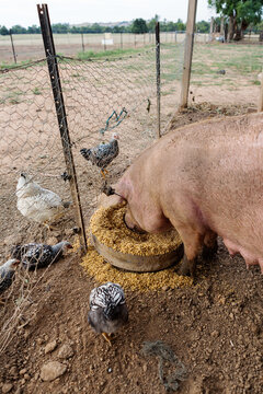 Pig and chooks on a farm eating together