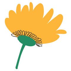 Cute Yellow Flower with Simple Brush Line Decorations. Delicate plant with cute line sketches of branches isolated on white background. Nature herb perfect for invitations, cards, posters, holidays