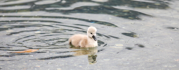 Swan on the water