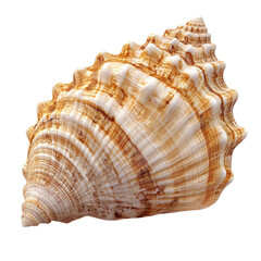 Obraz premium Captivating spiraling seashell a symbol of the ocean s mystery and on transparent background