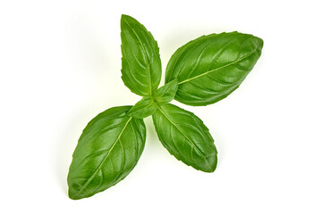 Fresh Basil Leaves Isolated on White Background