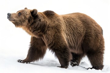 Fototapeta premium Majestic brown bear walking through snow on white background, showcasing powerful build and thick fur in winter wilderness scene