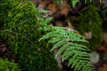 Emerald Silence of the Underbrush