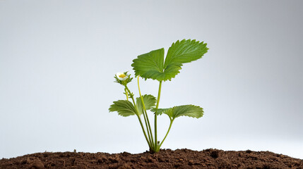 Young strawberry plant with green leaves and a small flower, growing in soil.