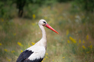 stork, white bird, bird walking across the field