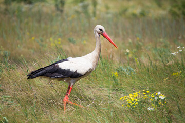 stork, white bird, bird walking across the field