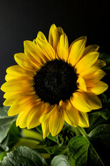Close-up macro di un girasole con centro in evidenza