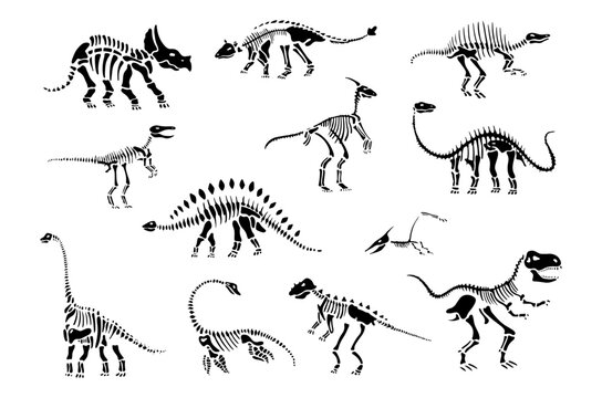 Skeletons of Jurassic dinosaurs, different types of dino bones. Vector extinct animals species with long necks, thorns and claws. Flying and marine beasts, prehistoric reptiles with fins and wings