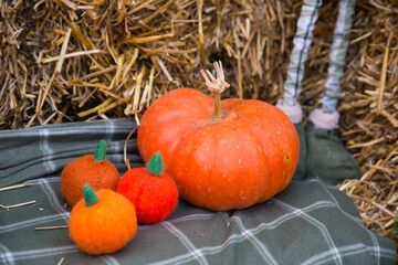 rope, nature, old, animal, tree, photo zone, autumn location, bales, pumpkin, autumn, Halloween, orange, pumpkins, food, vegetable, decoration, season, holiday, October, seasonal, garden, flowers, yel