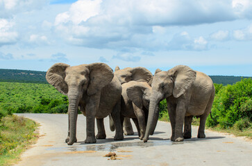 Group of four female elephants on road at Addo National Park