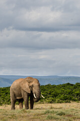 Obraz premium Addo Elephant below tall cloudy sky