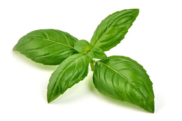 Fresh Basil Leaves Isolated on White Background.