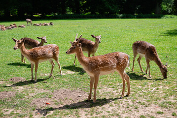 Graceful young deer walking and grazing on a lush green field.
