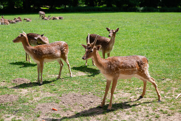 Roe deer on a spring meadow — wildlife in natural landscape.