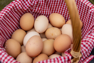 Close up shot of a wicker basket with a red checkered lining filled with freshly collected eggs from organic and free range hens in rural Shropshire UK