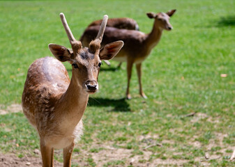 Graceful young deer walking and grazing on a lush green field.
