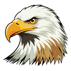 Bald eagle vector illustration
