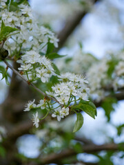 Beautiful white blooms on fruit trees in a fruit orchard.
