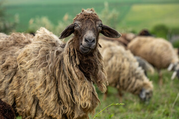 Close-up Profile of a Sheep. A young lamb in a field, focused on the foreground. A flock of sheep...