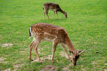 A young deer walks on a lawn. A deer is grazing in a meadow.