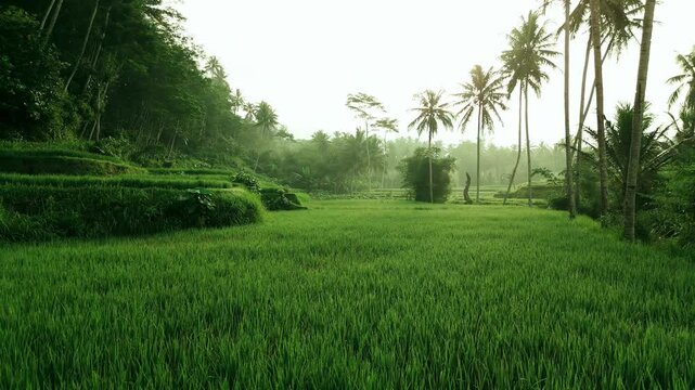 Aerial view of lush green rice terraces with palm trees in Dampit, Malang, East Java, Indonesia in the morning sunrise