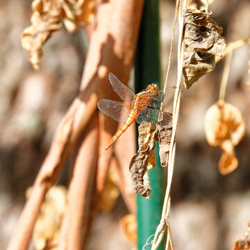 Orange dragonfly resting on a dried brown leaf