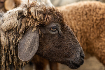 Close-up Profile of a Sheep. A young lamb in a field, focused on the foreground. A flock of sheep...