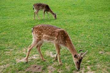 Two young deers eat grass in a clearing. Deer graze in a meadow.