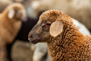 Close-up Profile of a Sheep. A young lamb in a field, focused on the foreground. A flock of sheep...