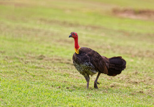 Australian brushturkey, (Alectura lathami) scrub turkey on green grass
