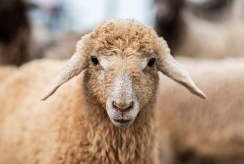 Close-up Profile of a Sheep. A young lamb in a field, focused on the foreground. A flock of sheep...
