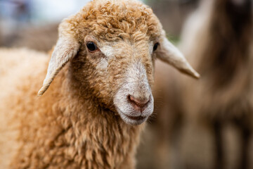 Close-up Profile of a Sheep. A young lamb in a field, focused on the foreground. A flock of sheep...