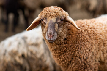 Close-up Profile of a Sheep. A young lamb in a field, focused on the foreground. A flock of sheep...