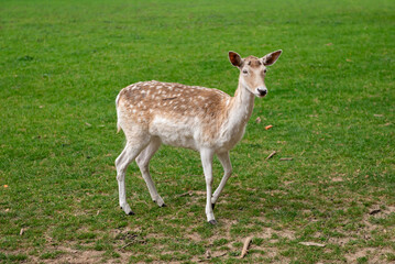A young deer walks on a lawn. A deer is grazing in a meadow.