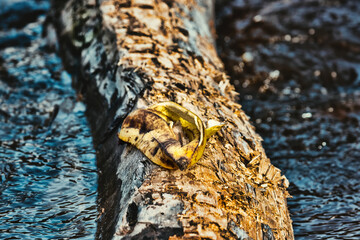 It's a funny shot. A banana skin lies on a log that is thrown over a spring stream in the northern...