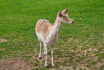 A young deer walks on a lawn. A deer is grazing in a meadow.