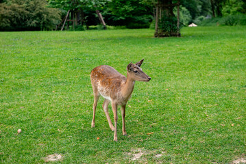 A young deer walks on a lawn. A deer is grazing in a meadow.