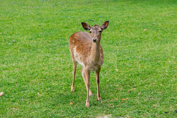 A young deer walks on a lawn. A deer is grazing in a meadow.