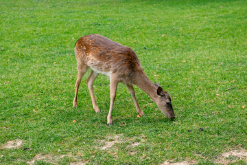 Young deer eat grass in a clearing. Deer graze in a meadow.