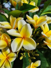 Fototapeta premium A vibrant yellow tropical frangipani plumeria flower in a natural garden setting