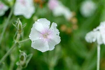 雨粒を纏った白いスイセンノウの花のクローズアップ