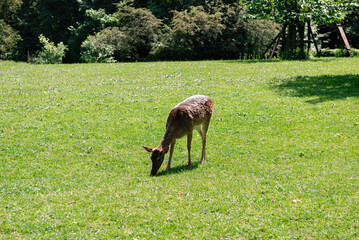 A young deer walks on a lawn. A deer is grazing in a meadow.