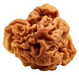 Gyromitra, Morel mushroom, isolated on white background, full depth of field