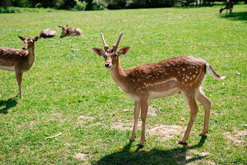 Young buck in vibrant green meadow under natural daylight.