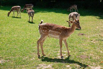 A roe deer pauses in a green open field, surrounded by blooming springtime nature. Its alert...