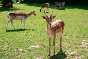 Wild deer peacefully grazing in a grassy field during spring.