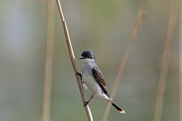 Eastern kingbird perched on a reed. It is a large tyrant flycatcher and is predominantly dark gray with white underbelly. They are found in open areas where they perch while foraging for insects. 